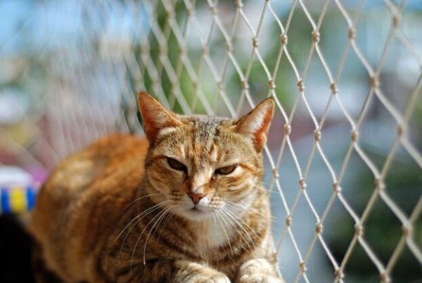 Rede de Proteção na Consolação para Gatos e Crianças